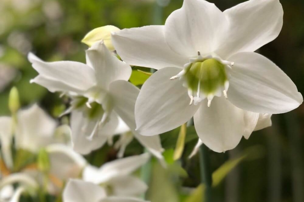 白い花図鑑 人気の種類 品種を 季節ごとに分けてご紹介します Greensnap グリーンスナップ