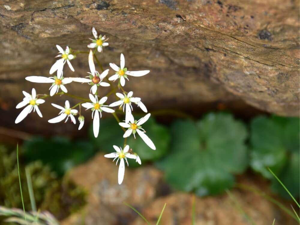 ダイモンジソウ