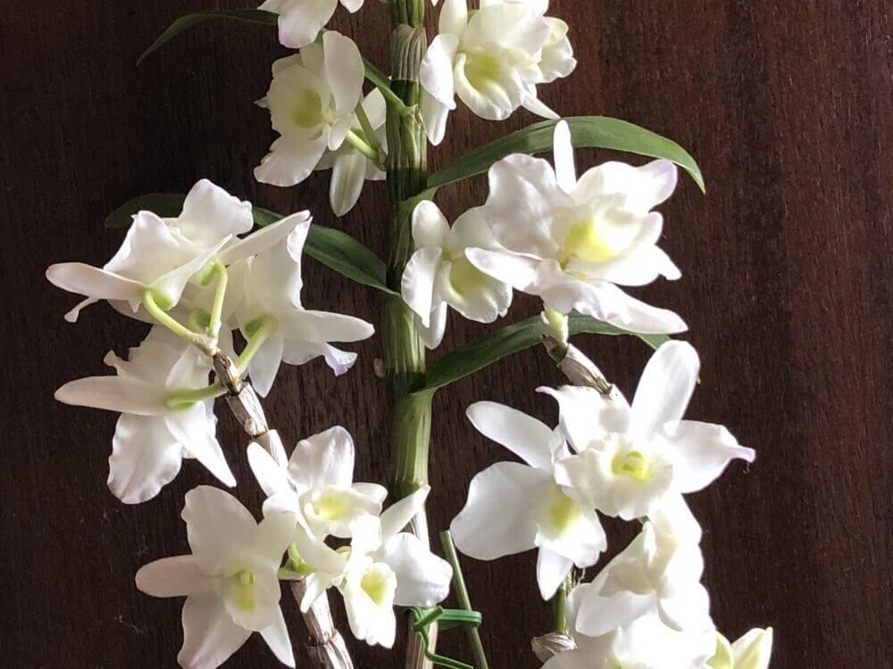 デンドロビウム