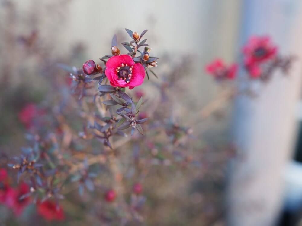 ギョリュウバイ