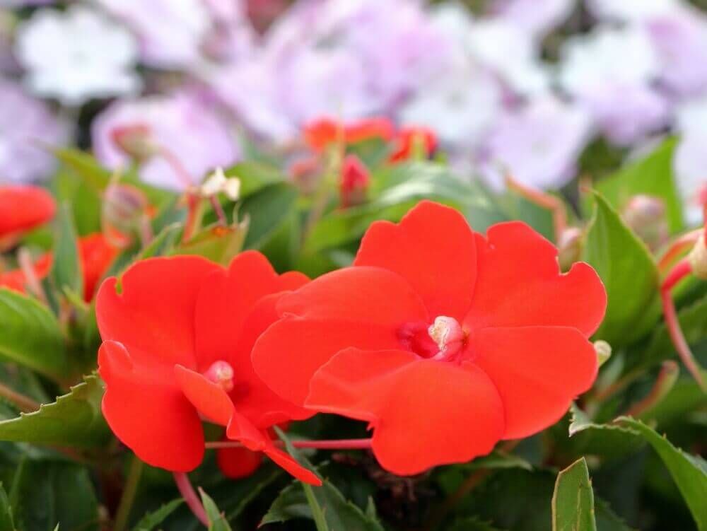 インパチェンス