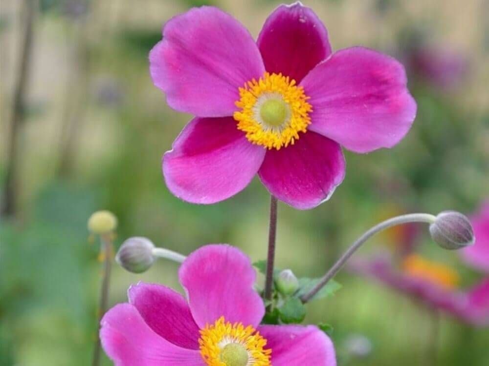 シュウメイギク