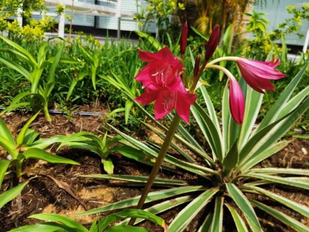 ホンアマリリス