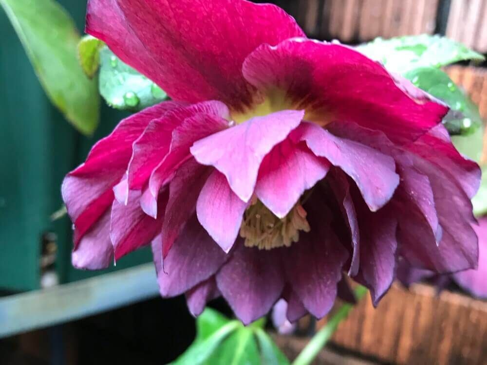 クリスマスローズ