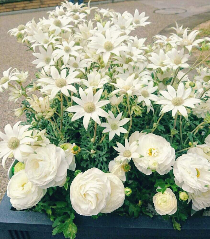 春の 白い 花