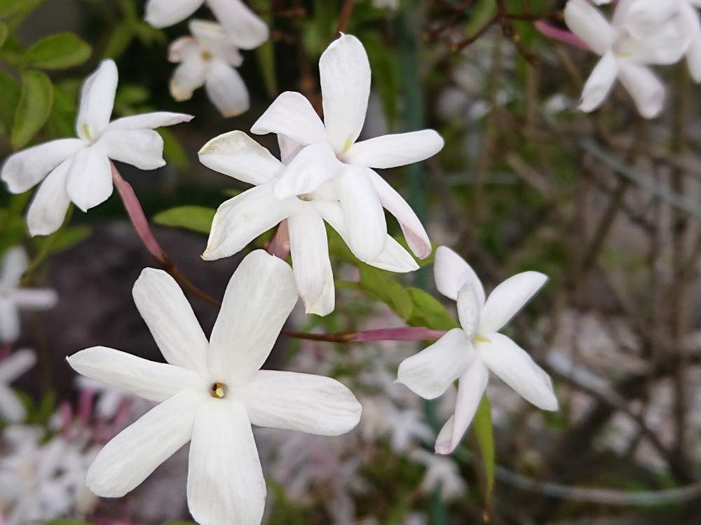 完了しました 5 月 白い 花 甘い 香り 乾いた壁