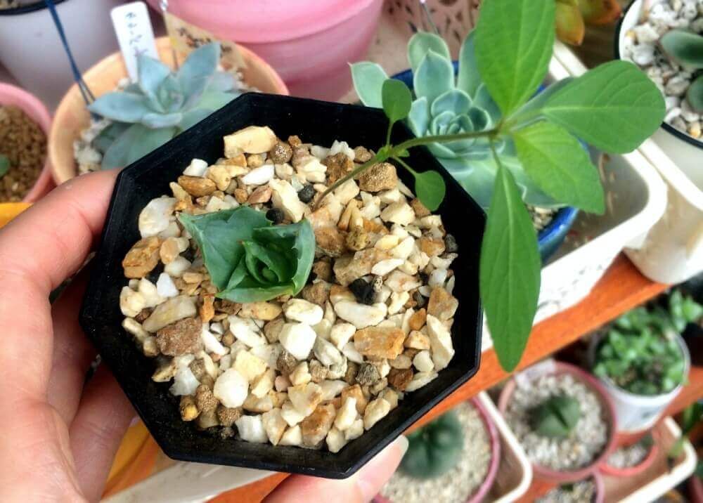 株分け　多肉植物