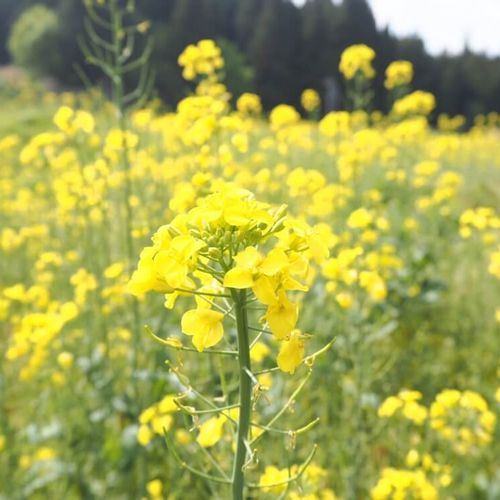 黄色い花図鑑 人気の品種を 春 夏 秋 冬の季節別にご紹介します Greensnap グリーンスナップ