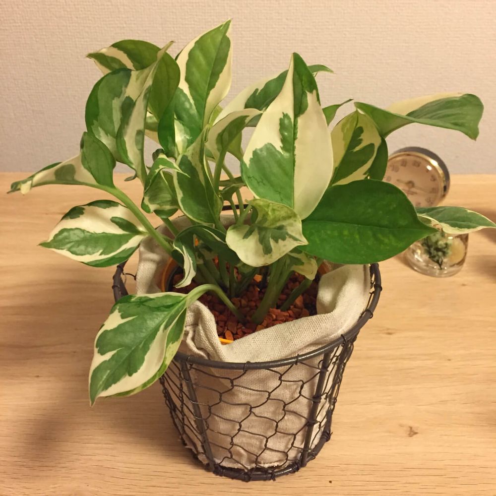 寝室におすすめの観葉植物8選|置き場所や方角で風水効果も?|🍀GreenSnap(グリーンスナップ) 寝室におすすめの観葉植物8選|置き場所や方角で風水効果も?|🍀GreenSnap(グリーンスナップ)