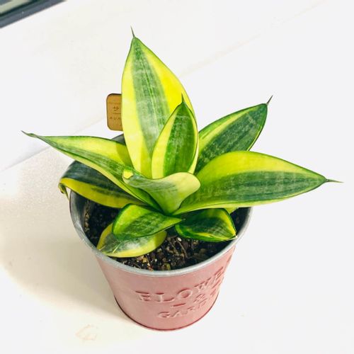 寝室におすすめの観葉植物8選 置き場所や方角で風水効果も Greensnap グリーンスナップ