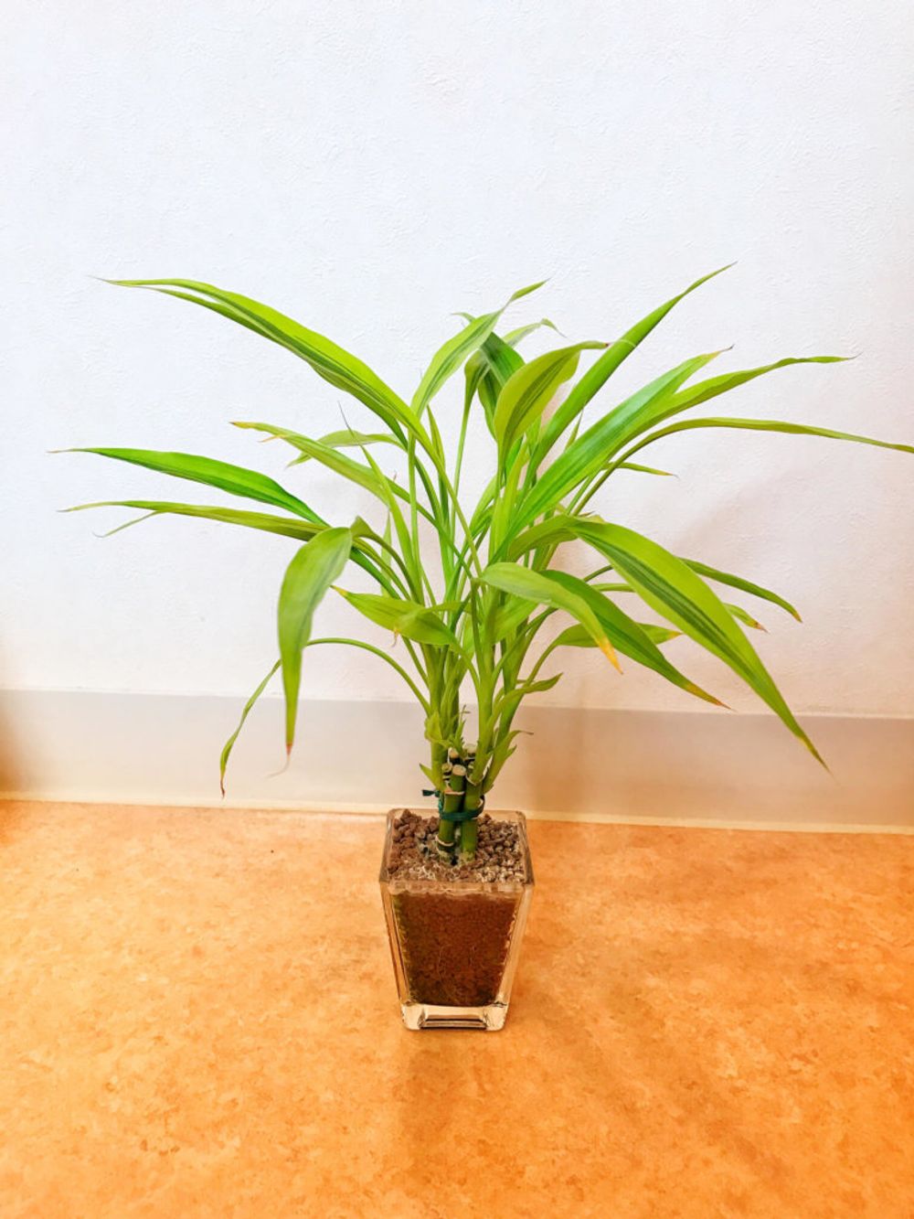 ミリオンバンブー