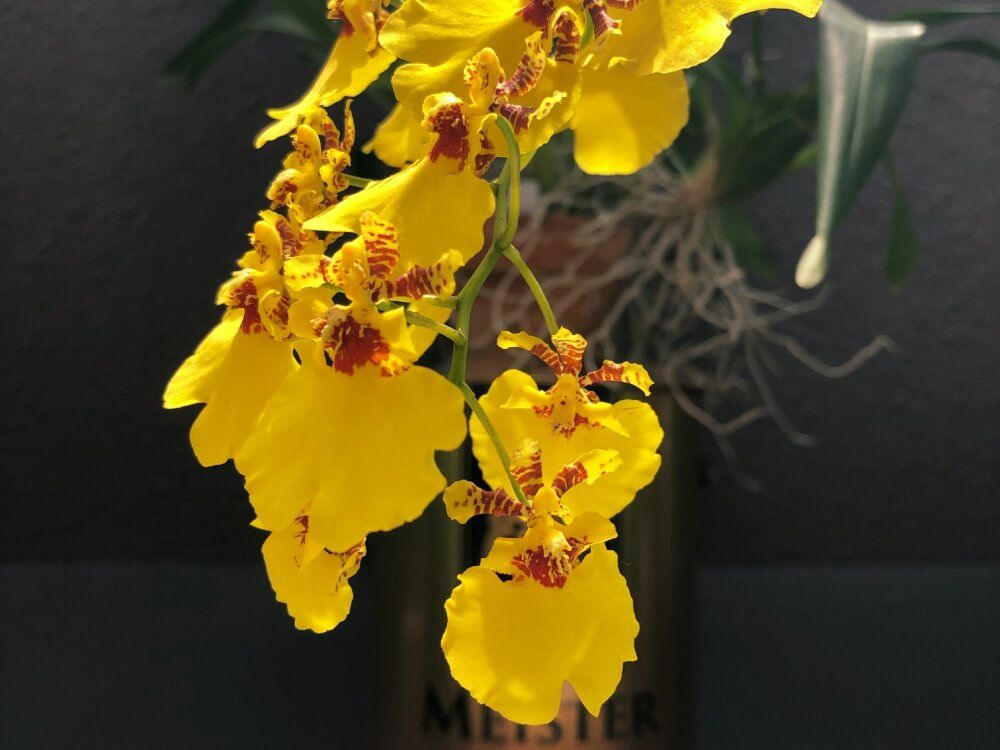 オンシジウム　黄色い花