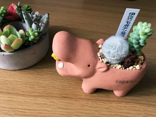 個性的なものから笑えるものまで かわいいアニマル鉢で植物を飾ろう Greensnap グリーンスナップ