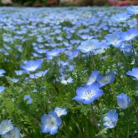 【青い花図鑑】人気の品種を、春、夏、秋、冬の季節ごとに分けて紹介しますの画像