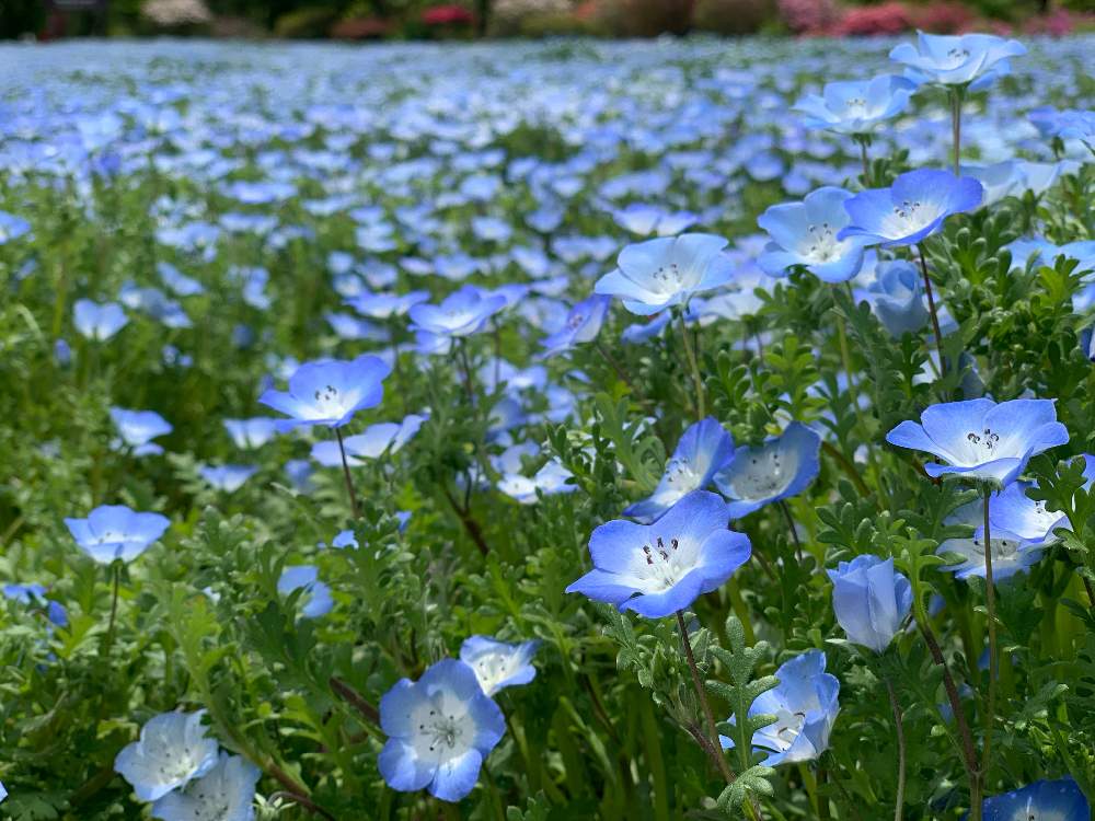 青い花図鑑 人気の品種を 季節ごとに分けて紹介します Greensnap グリーンスナップ