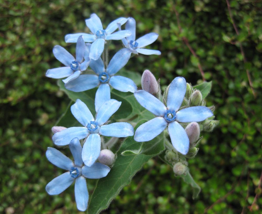 青い花図鑑 人気の品種を 季節ごとに分けて紹介します Greensnap グリーンスナップ
