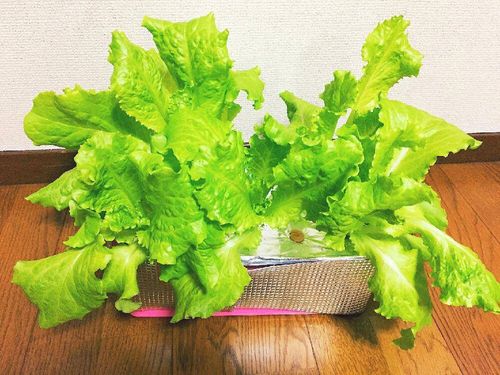 水耕栽培で育てられる野菜や観葉植物16選 始め方や管理方法は Greensnap グリーンスナップ