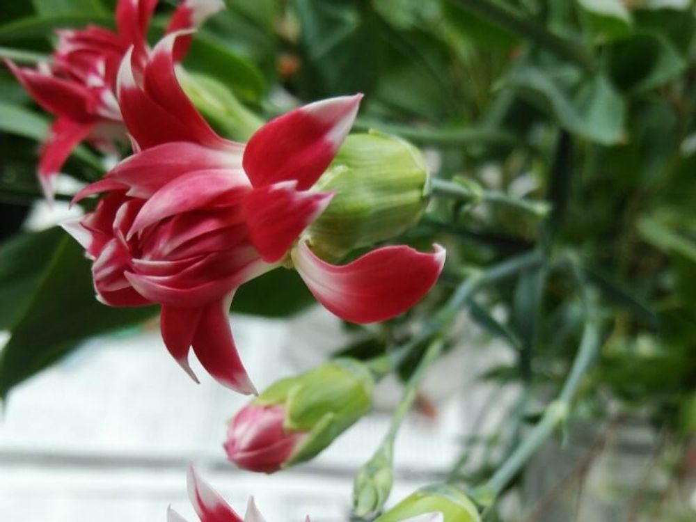 カーネーション　紅色の花