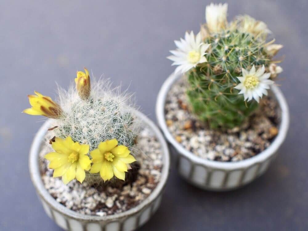 お猪口　サボテン　