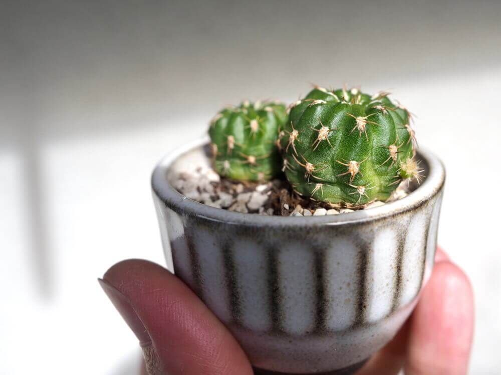 お猪口　サボテン　