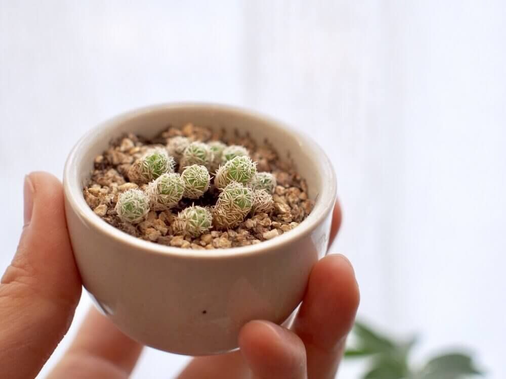 お猪口　サボテン　