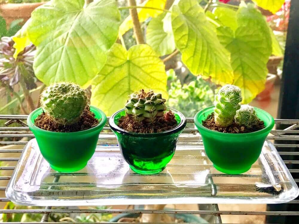 お猪口　多肉植物