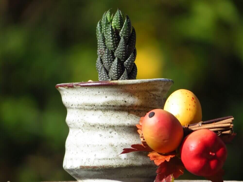 お猪口　多肉植物