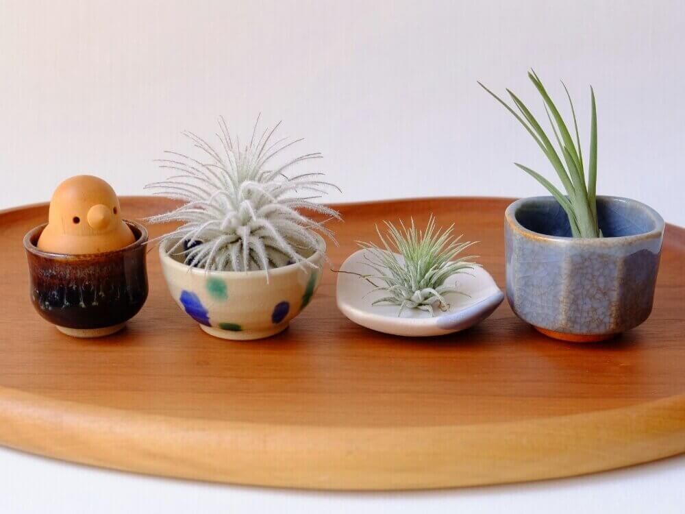 お猪口　観葉植物　チランジア