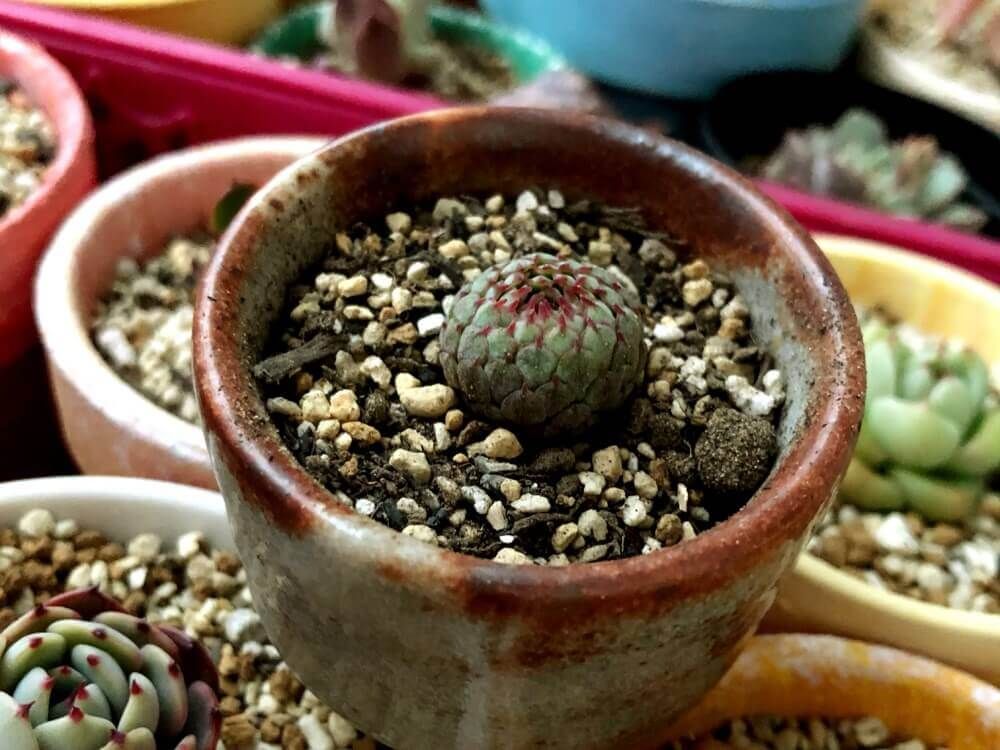 お猪口　多肉植物