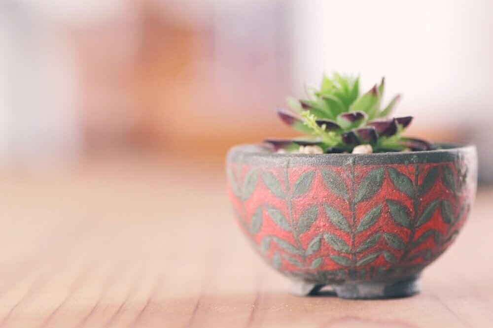 お猪口　多肉植物