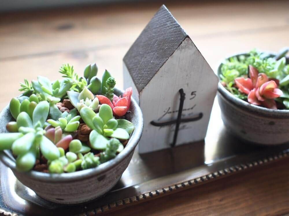 お猪口　多肉植物