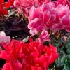シクラメンの花言葉｜色別だと怖い意味もある？プレゼントで避けるべき色は？の画像