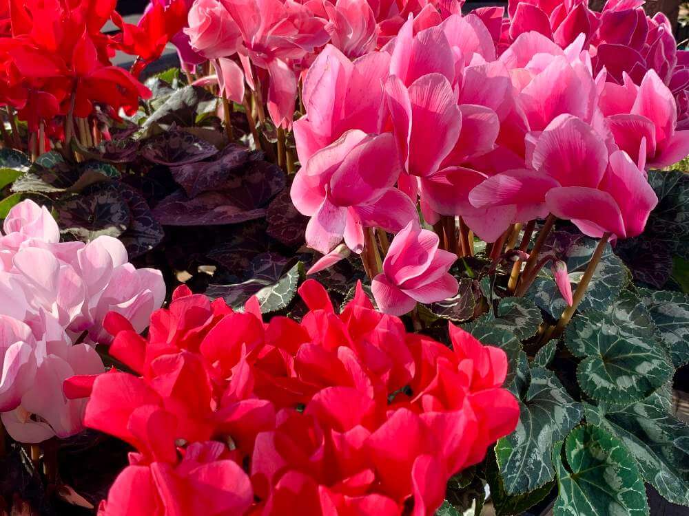 シクラメンの花言葉 色別の意味 贈るときの注意点は 花の季節は Greensnap グリーンスナップ