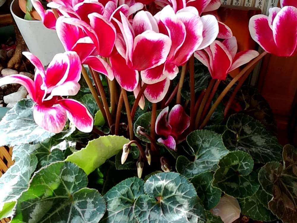 シクラメン　赤い花