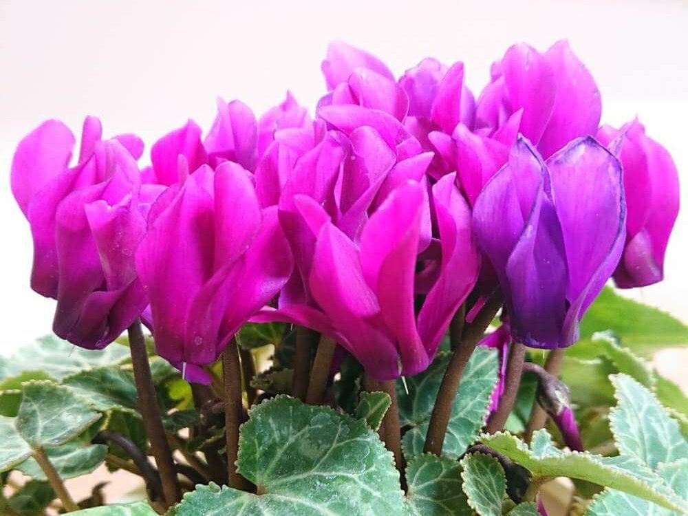 シクラメン　ピンク色の花