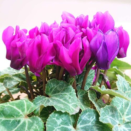 シクラメン 花言葉 紫