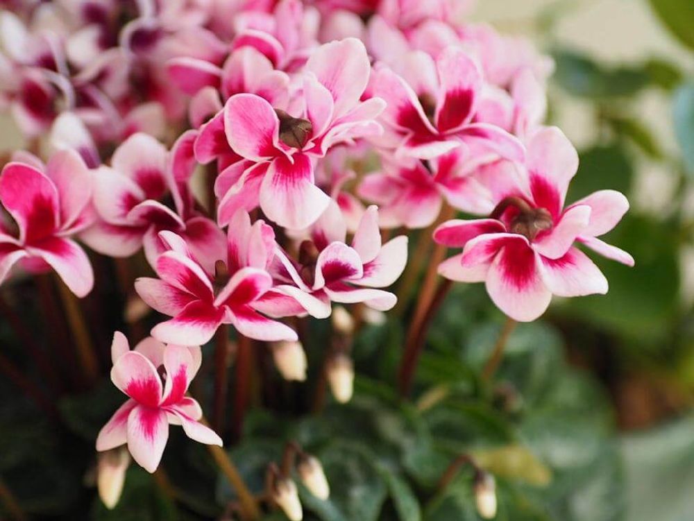 ミニシクラメン