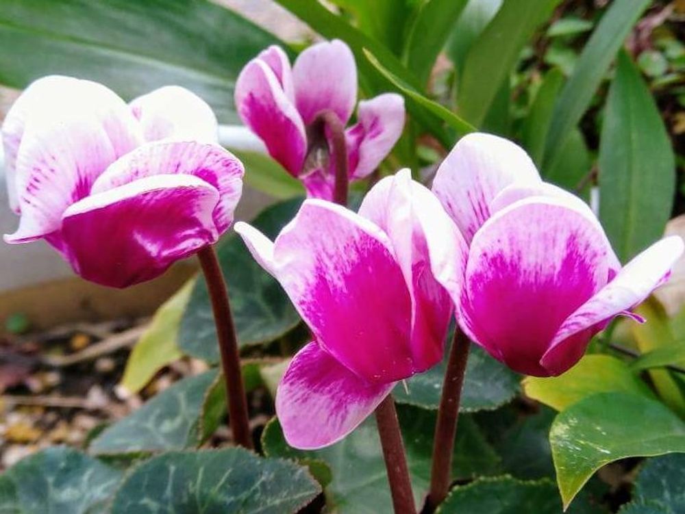 ガーデンシクラメン