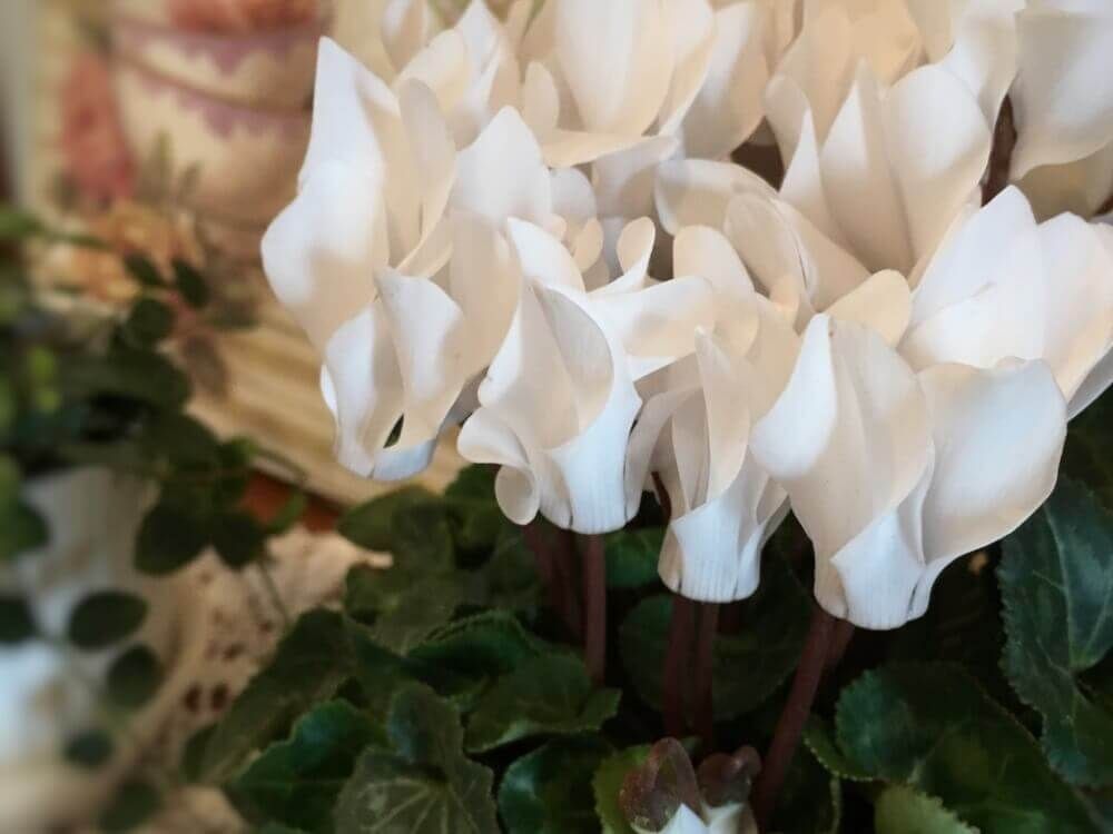 シクラメン　白い花