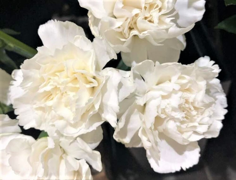 カーネーション　白い花