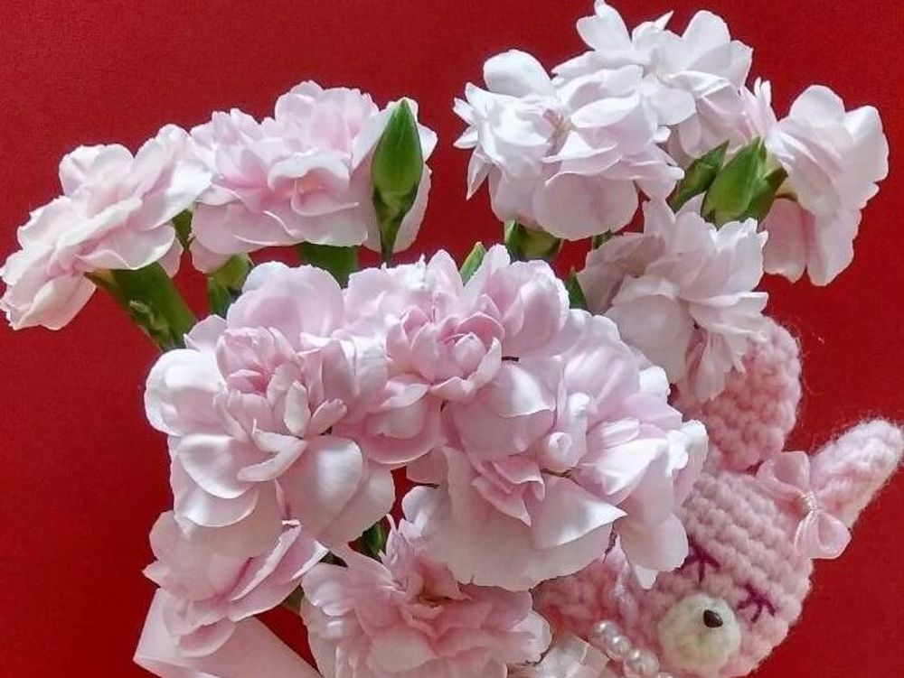 カーネーション　ピンク色の花