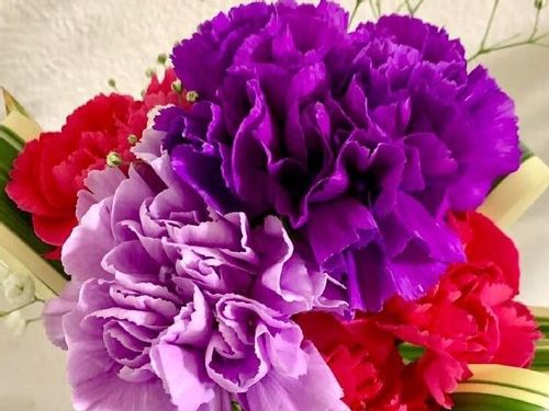 カーネーションの花言葉 種類や本数によって意味は違う 母の日に贈るワケは Greensnap グリーンスナップ カーネーションの花言葉 種類や本数によって意味は違う 母の日に贈るワケは Greensnap グリーンスナップ