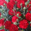 カーネーションの花言葉｜種類や本数によって意味は違う？母の日に贈るワケは？の画像