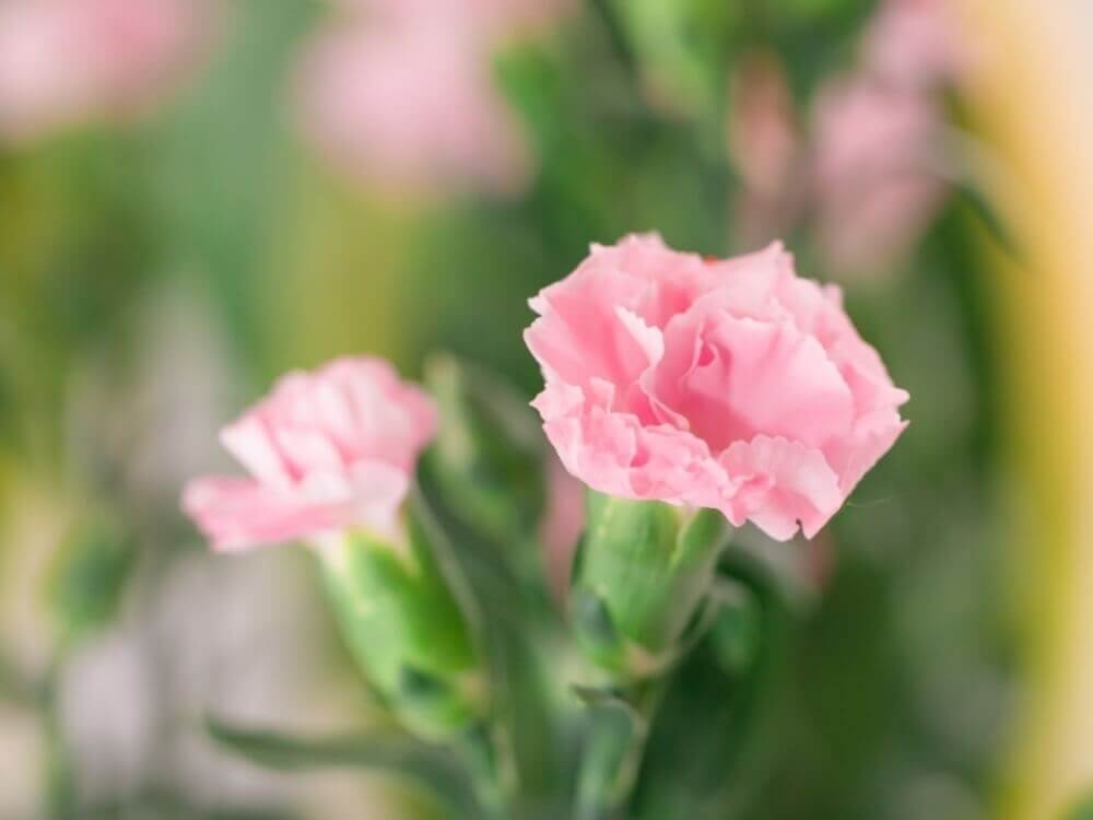 ピンクの花図鑑】人気の品種を、春・夏・秋・冬の季節別にご紹介します