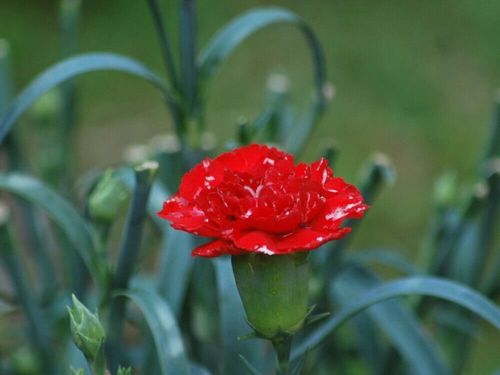 カーネーションの花言葉 種類や本数によって意味は違う 母の日に贈るワケは Greensnap グリーンスナップ