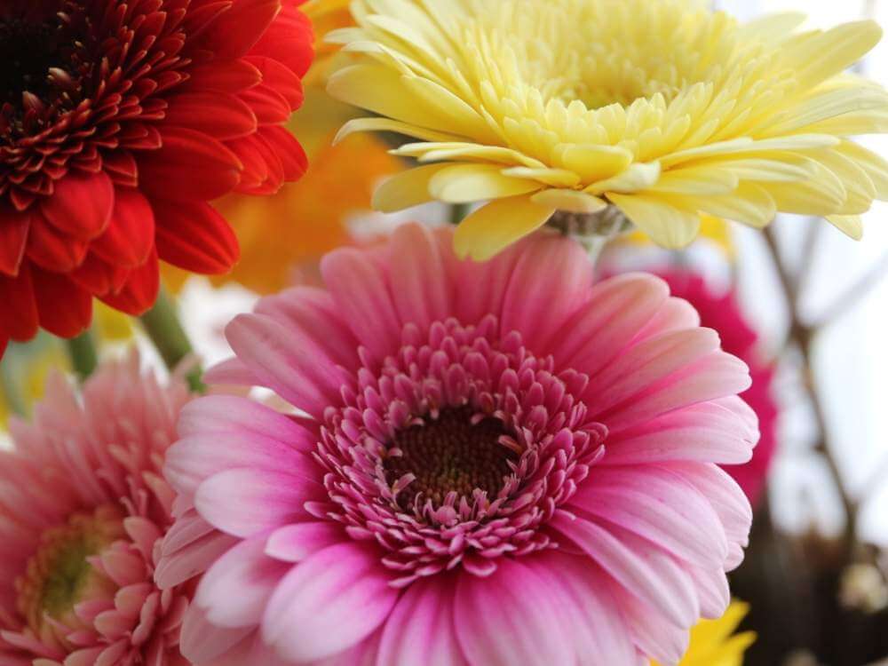 ガーベラの花言葉 怖い意味がある 花が咲く季節や色 本数別の意味は Greensnap グリーンスナップ