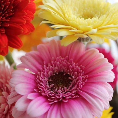 ガーベラの花言葉 怖い意味がある 花が咲く季節や色 本数別の意味は Greensnap グリーンスナップ