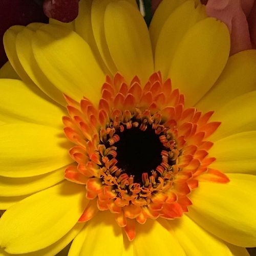 ガーベラの花言葉 色によっては怖い意味がある 花が咲く季節はいつ Greensnap グリーンスナップ