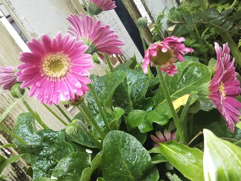 ガーベラ　ピンク色の花　水滴