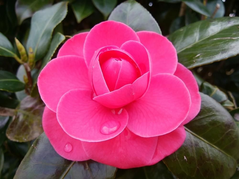 ツバキ by CCCRスキ